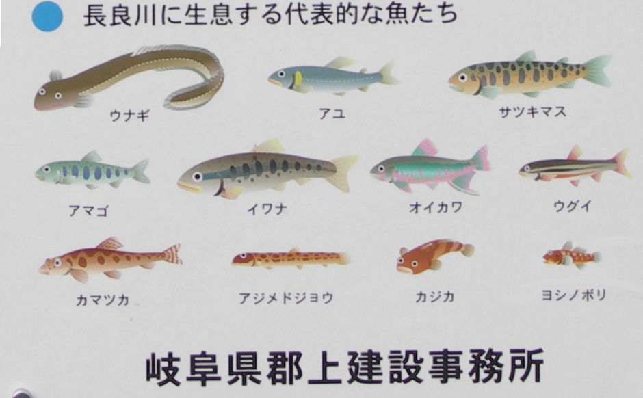 川の看板 長良川日記